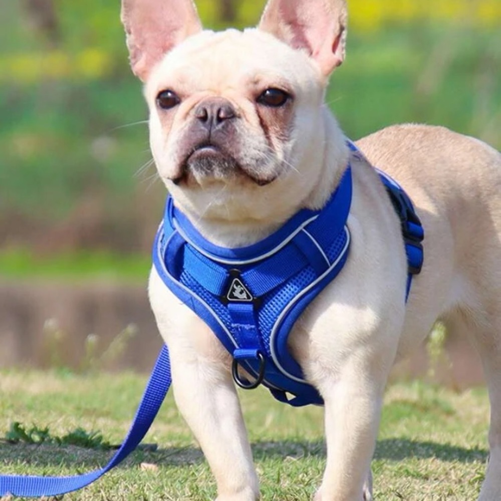 Dog harness and leash